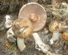 1_agaricus_silvaticus_1a_t1.jpg
