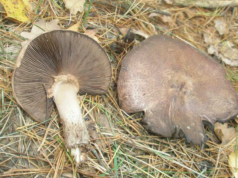1_agaricus_silvaticus_2.jpg