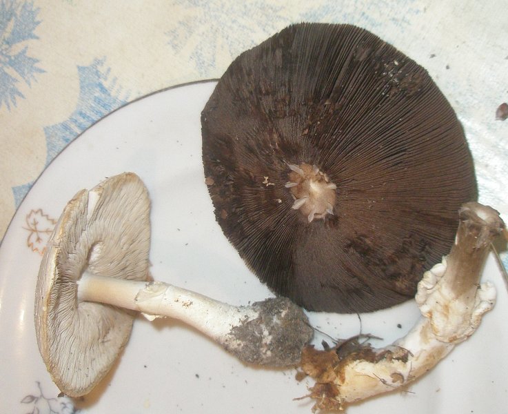 1_agaricus_silvicola_kcn.jpg