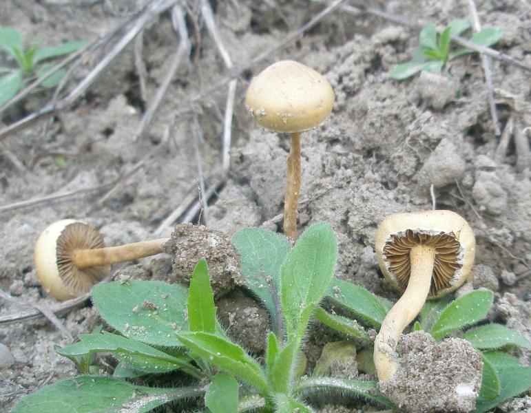 1_agrocybe_pediades.jpg