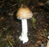 1_amanita_pantherina_1_t1.jpg