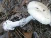 1_amanita_phaloides_1_t1.jpg