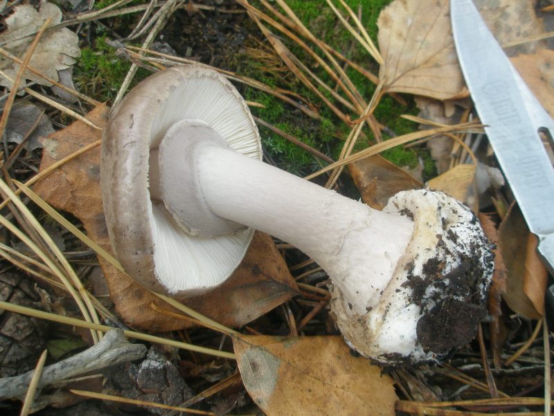 1_amanita_porphyria_1.jpg