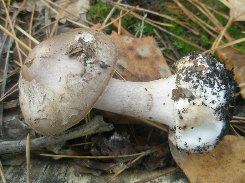 1_amanita_porphyria_1a.jpg