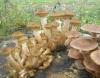 1_armillaria_mellea_1a_t1.jpg