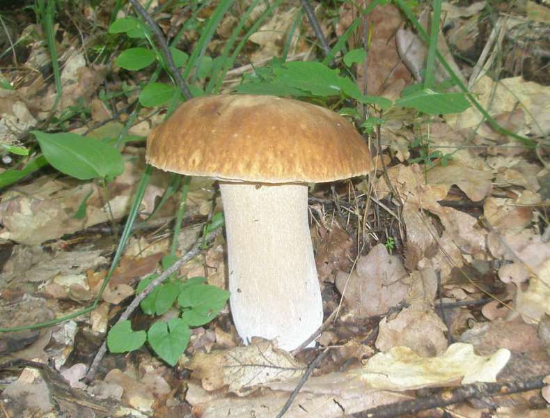 1_boletus_edulis.jpg