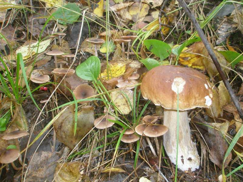 1_boletus_edulis_minicortinarius.jpg