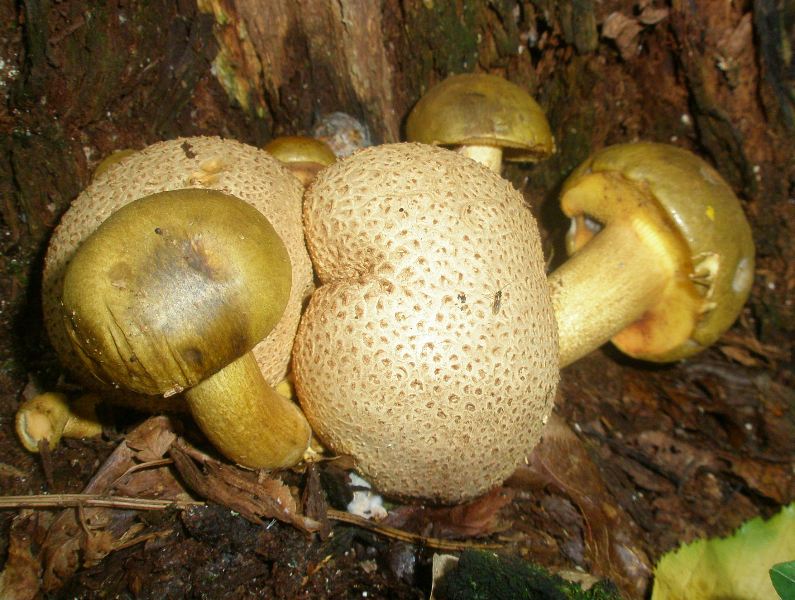 1_boletus_parasiticus_1.jpg