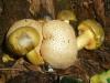 1_boletus_parasiticus_1_t1.jpg
