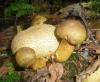 1_boletus_parasiticus_1a_t1.jpg
