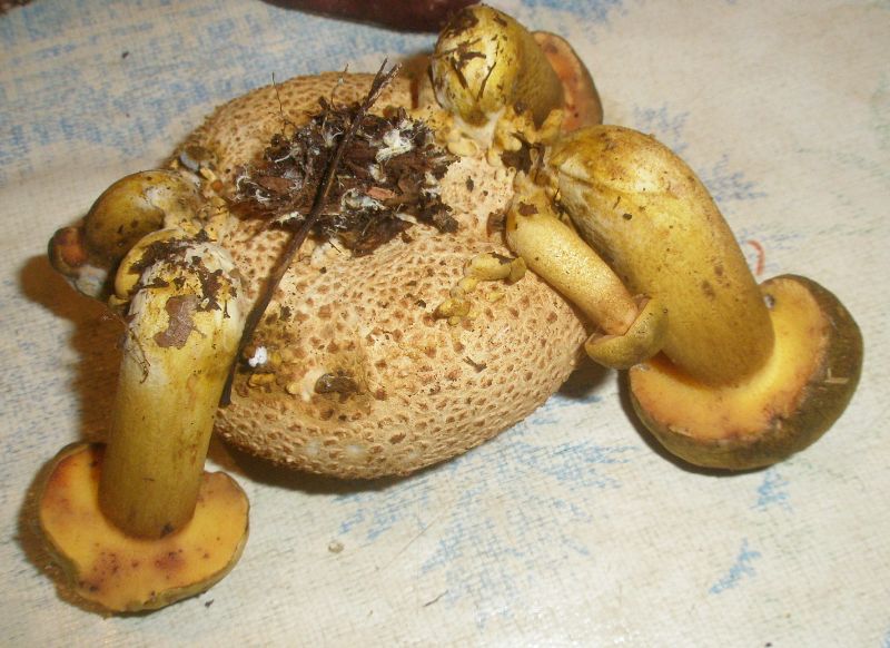 1_boletus_parasiticus_1b.jpg