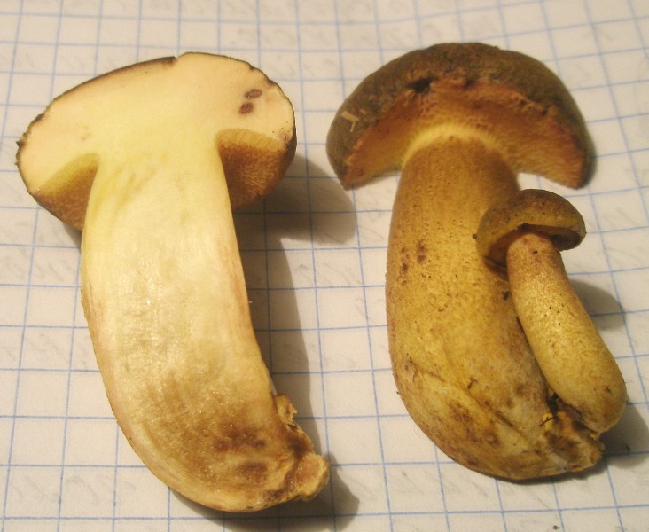 1_boletus_parasiticus_1c.jpg
