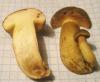 1_boletus_parasiticus_1c_t1.jpg
