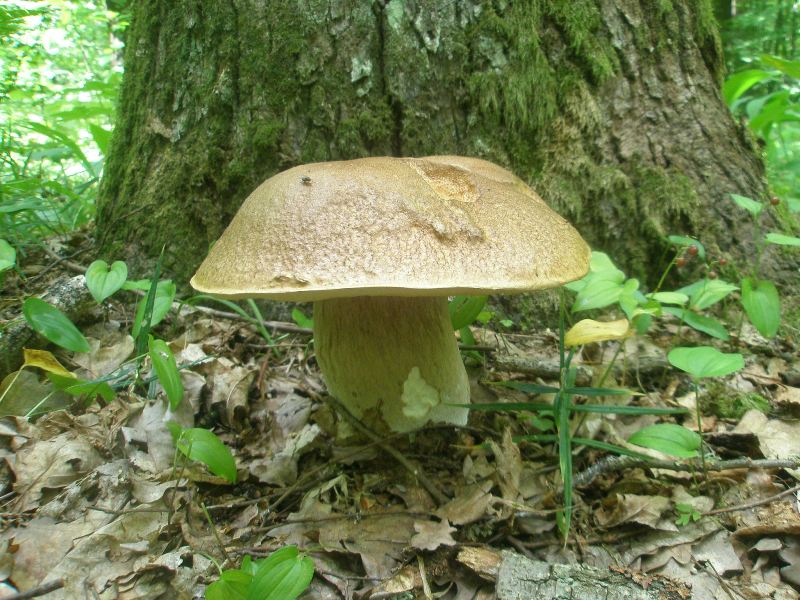 1_boletus_reticulatus.jpg