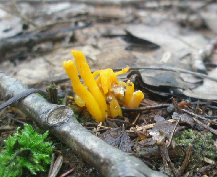 1_calocera_viscosa_1.jpg
