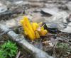 1_calocera_viscosa_1_t1.jpg