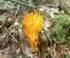 1_calocera_viscosa_3_t1.jpg