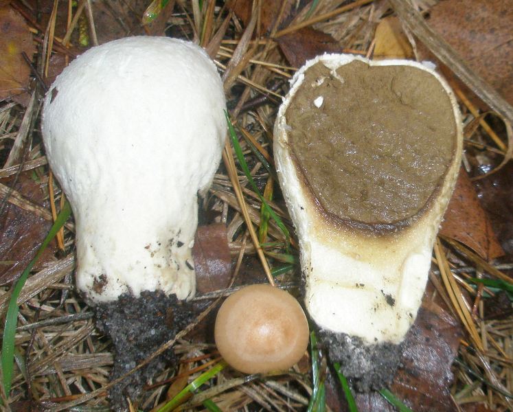 1_calvatia_exipuliformis.jpg