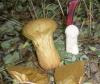 1_calvatia_exipuliformis_1_t1.jpg