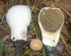 1_calvatia_exipuliformis_t1.jpg