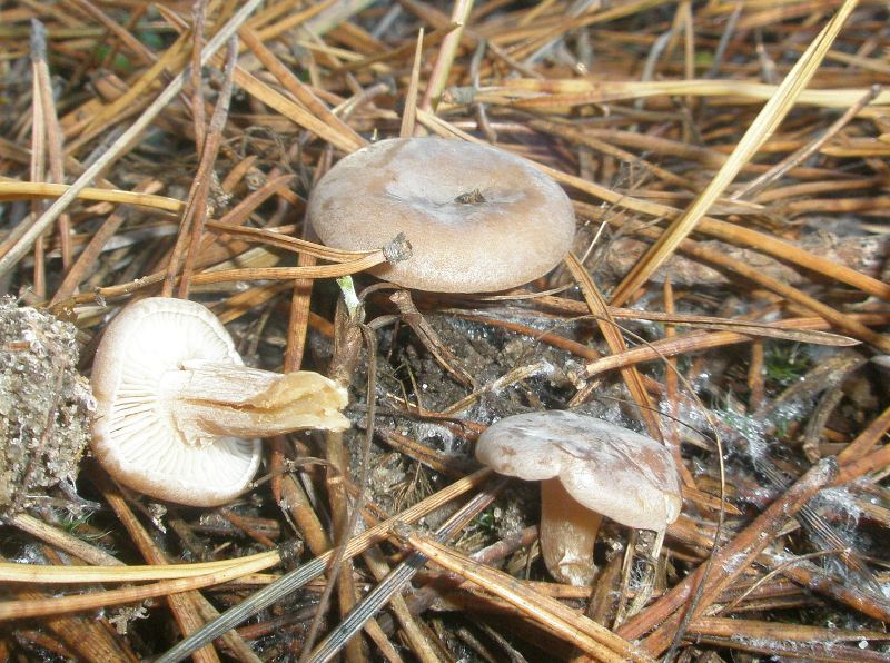 1_clitocybe_brumale_1a.jpg