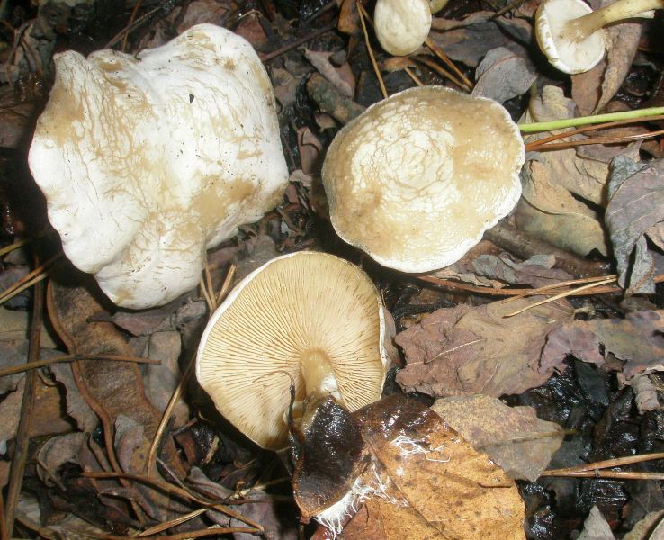 1_clitocybe_cerrusata.jpg