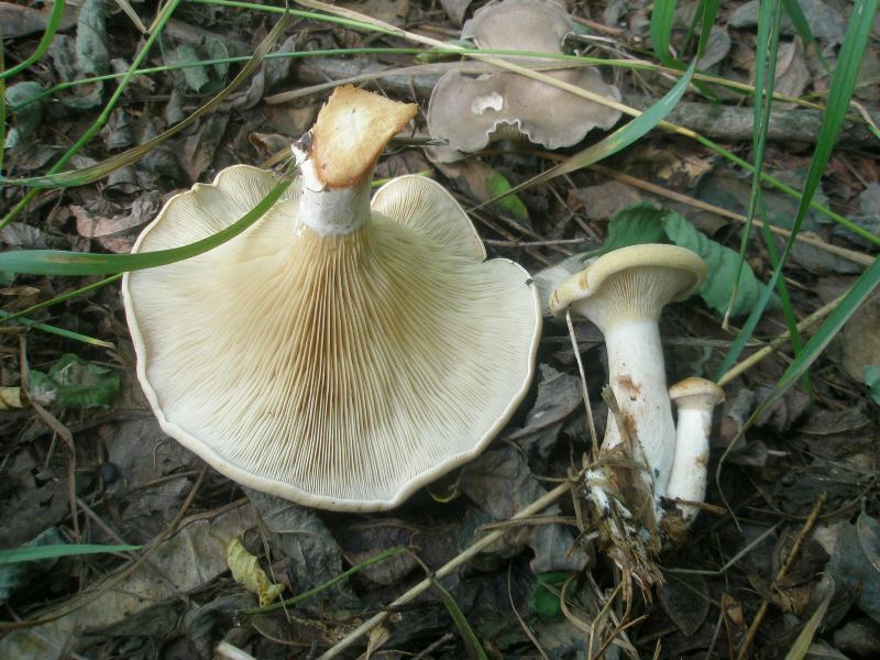 1_clitocybe_geotropa_1a.jpg