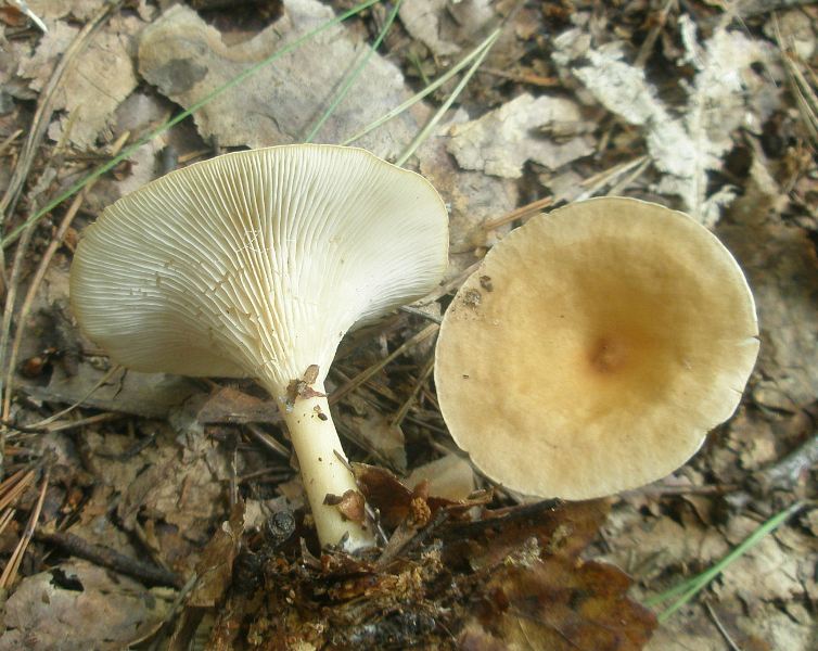 1_clitocybe_infundibuliformis_1a.jpg