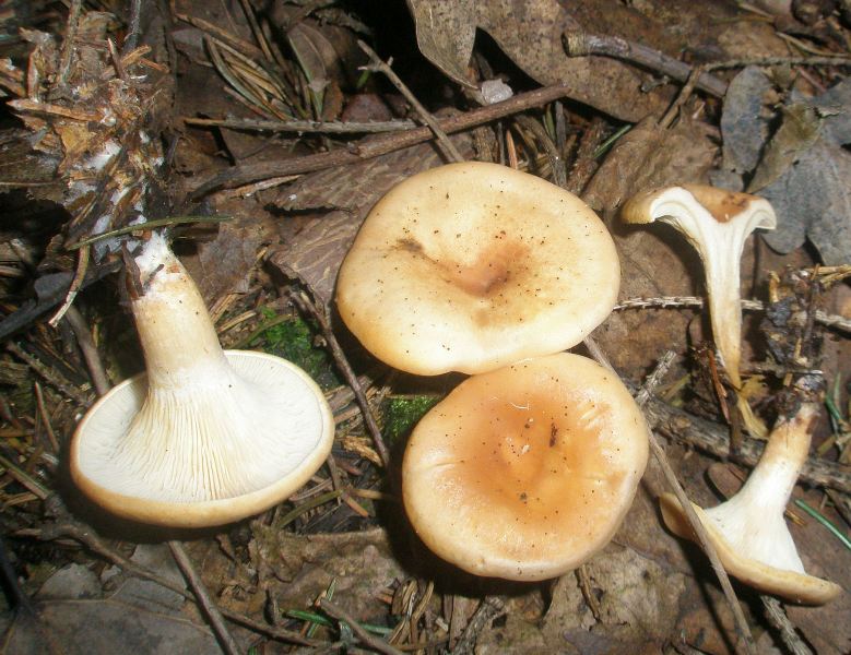 1_clitocybe_inversa_1.jpg
