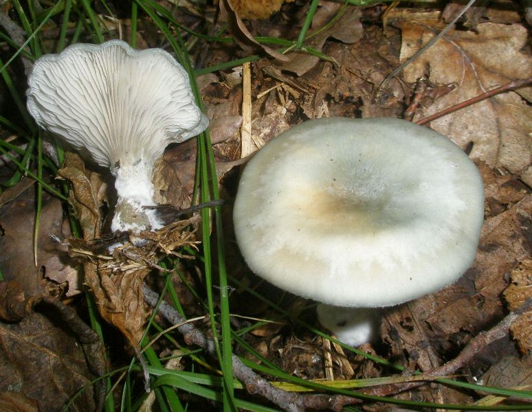 1_clitocybe_odora_1.jpg