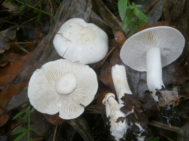 1_clitocybe_sp.jpg