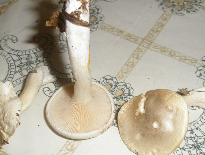 1_clitopilus_prunulus_1.jpg