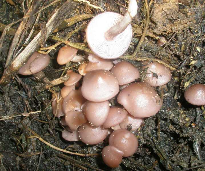 1_collybia_acervata_1.jpg