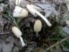 1_coprinus_sp_1_t1.jpg
