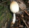 1_coprinus_sp_1b_t1.jpg
