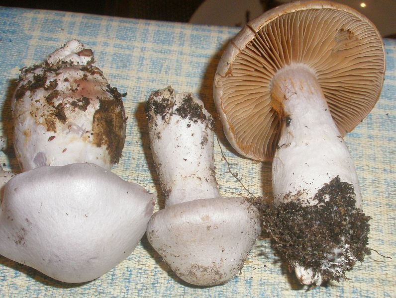 1_cortinarius_alboviolaceus_1.jpg