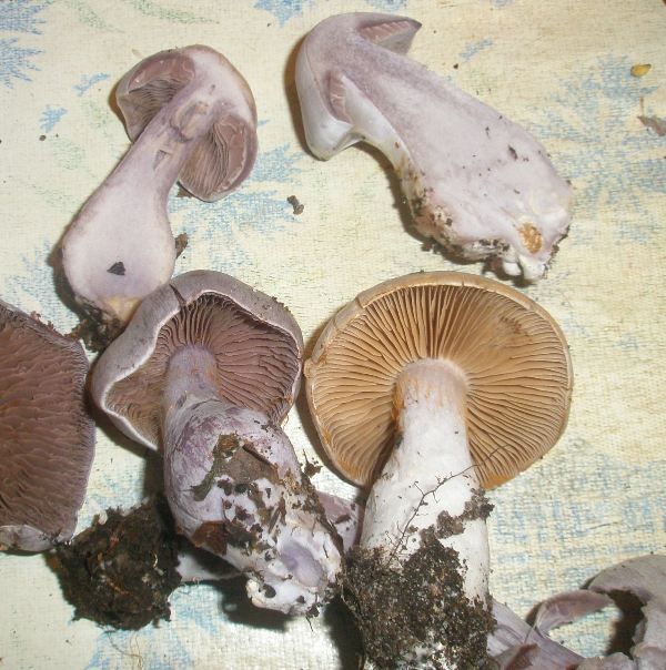 1_cortinarius_alboviolaceus_1a.jpg
