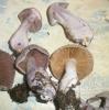 1_cortinarius_alboviolaceus_1a_t1.jpg