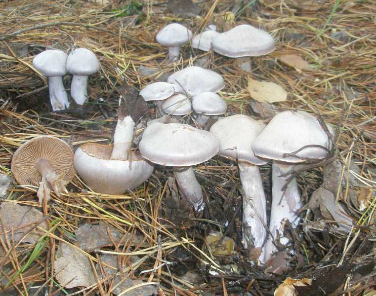 1_cortinarius_alboviolaceus_3.jpg