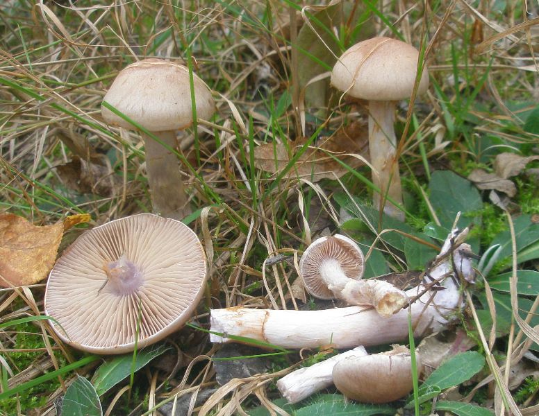1_cortinarius_anomalus_1.jpg