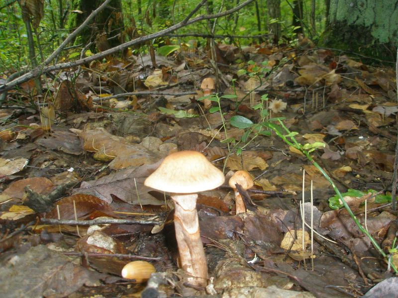 1_cortinarius_armilatus_1.jpg