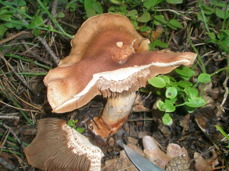 1_cortinarius_armillatus.jpg