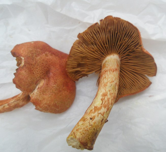1_cortinarius_bolaris_1.jpg