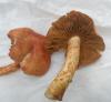 1_cortinarius_bolaris_1_t1.jpg