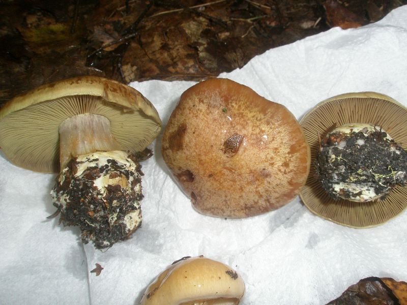 1_cortinarius_cupreorufus.jpg