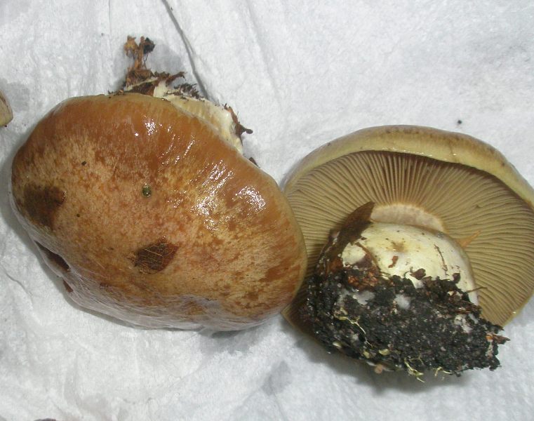 1_cortinarius_cupreorufus_0.jpg