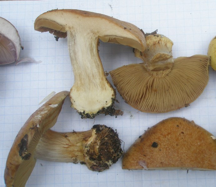 1_cortinarius_cupreorufus_1a.jpg