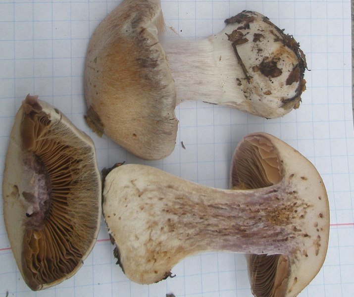 1_cortinarius_cyanites.jpg