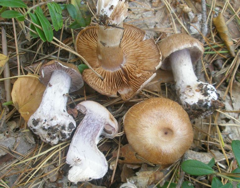 1_cortinarius_cyanites_5.jpg
