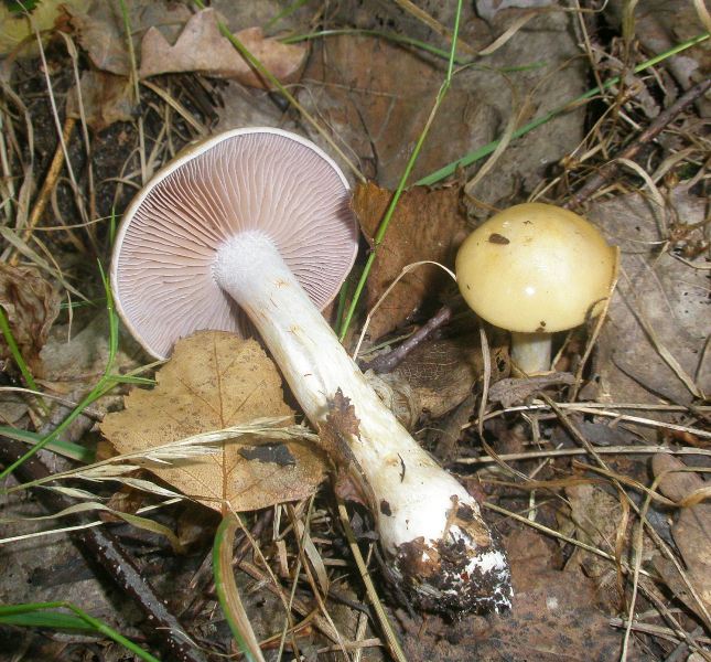 1_cortinarius_delibutus_1.jpg